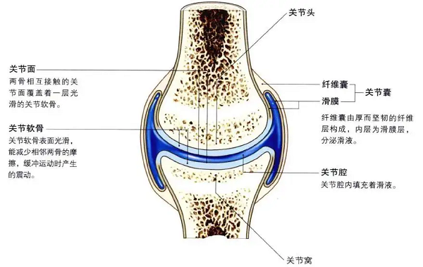关节结构