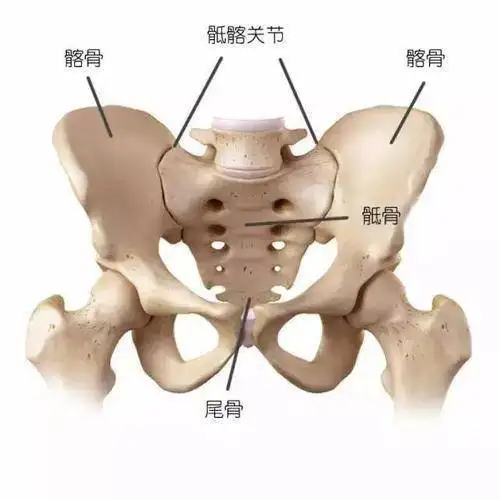 盆骶疼痛是哪个部位图图片