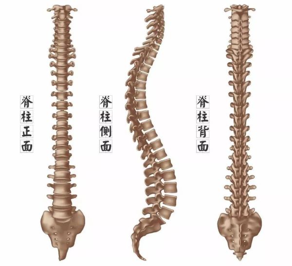 正常脊柱