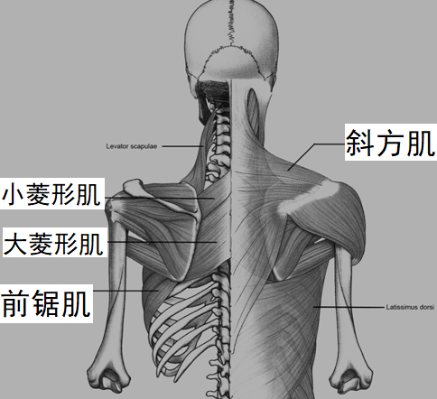 肩胛部位肌肉分布
