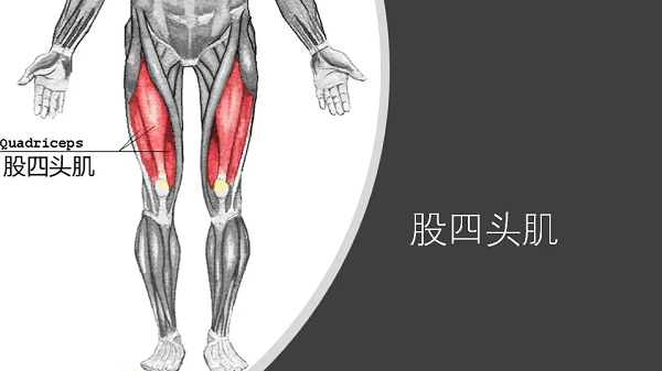 股四头肌
